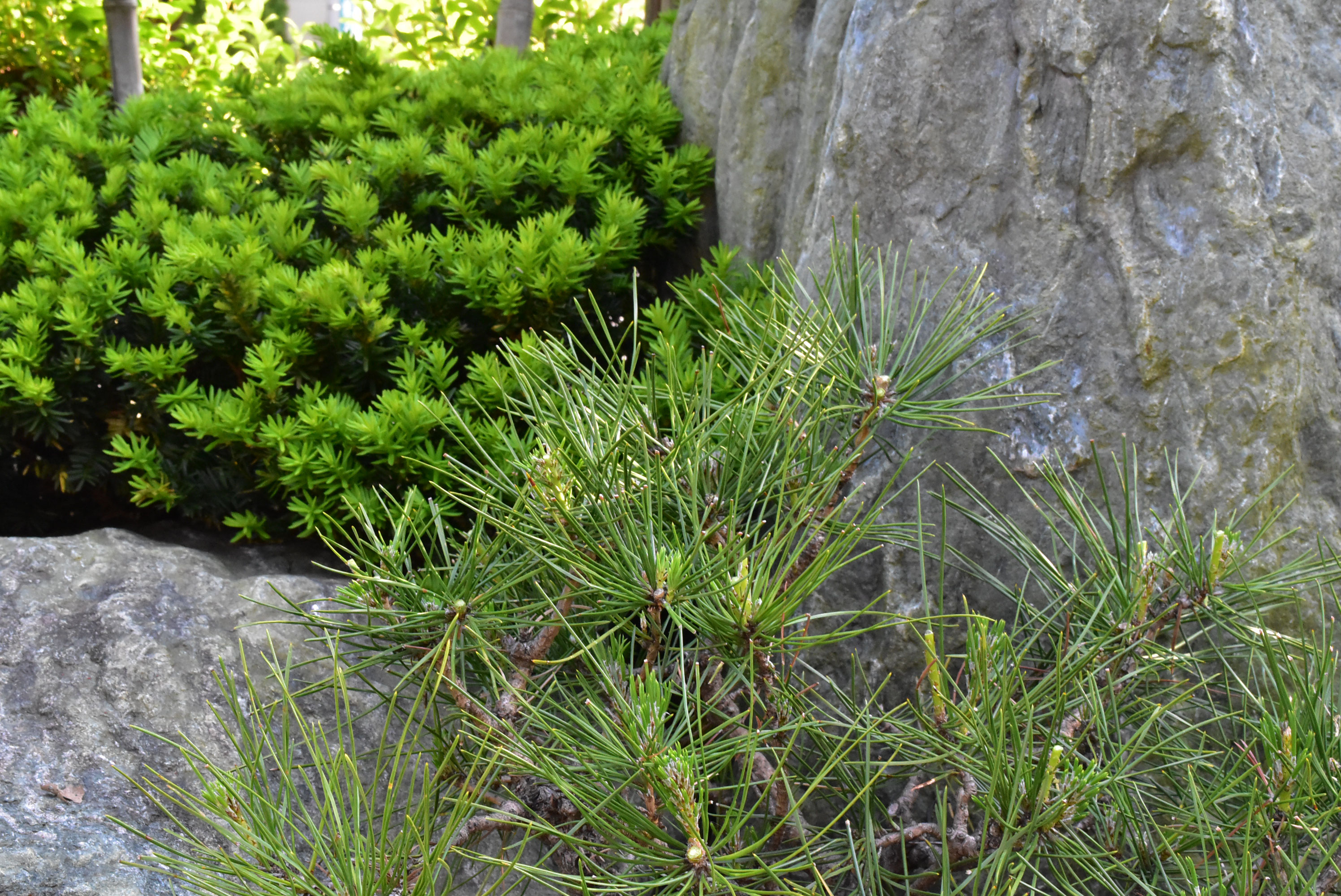 マツのミドリ摘み 庭木で開運 自分でできる簡単な剪定