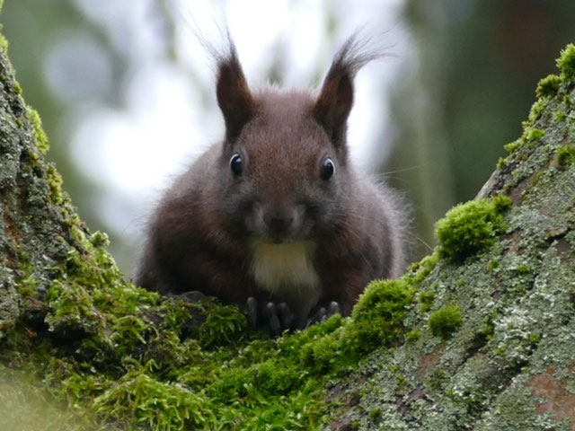 NABU in Dietzenbach NABUDietzenbach