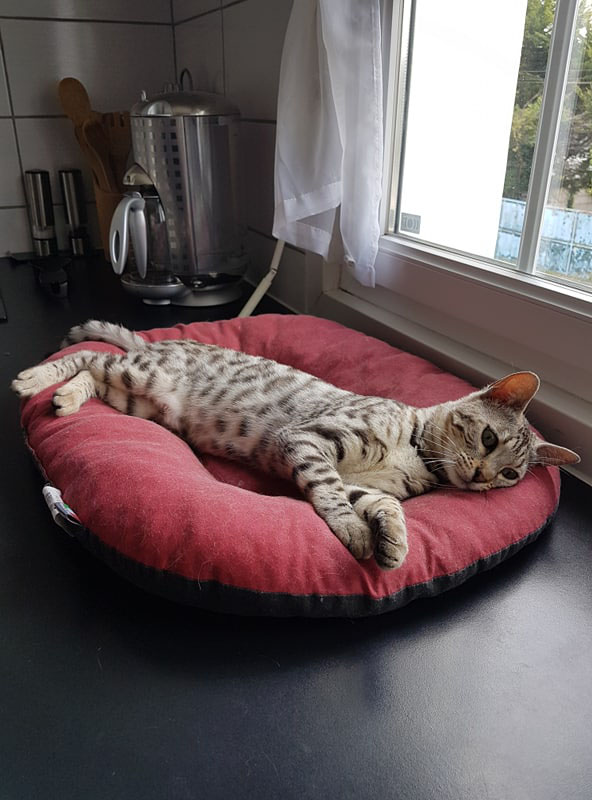 Combien De Temps Pour Que Deux Chats S Entendent Ils ont trouvé leur famille - Site de chats-du-coeur-brestois