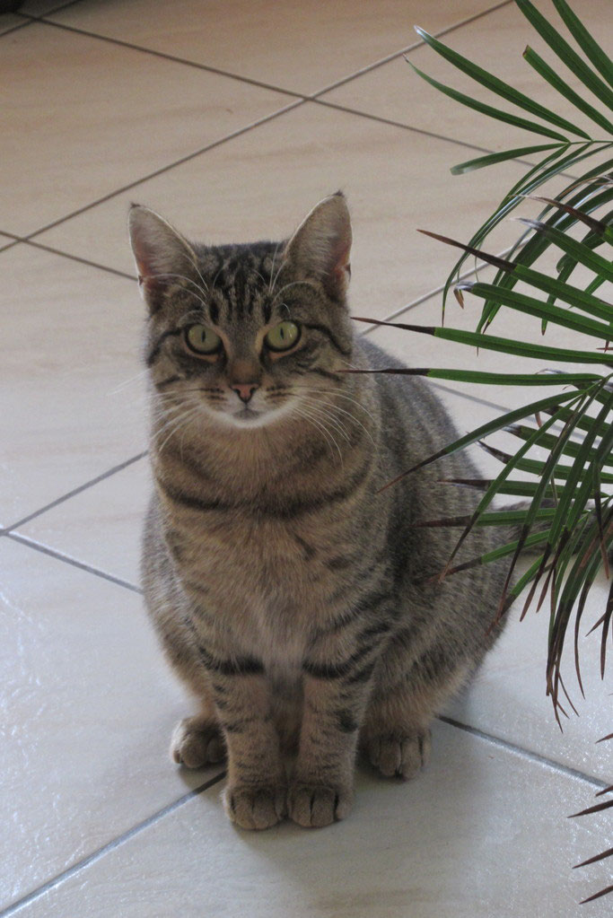 Ehrenamtliche Katzenhilfe Lkr Cham Ev Vermisste Katzen