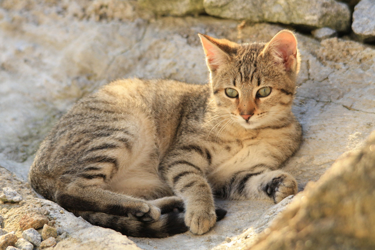 Ehrenamtliche Katzenhilfe Lkr Cham Ev Vermisste Katzen