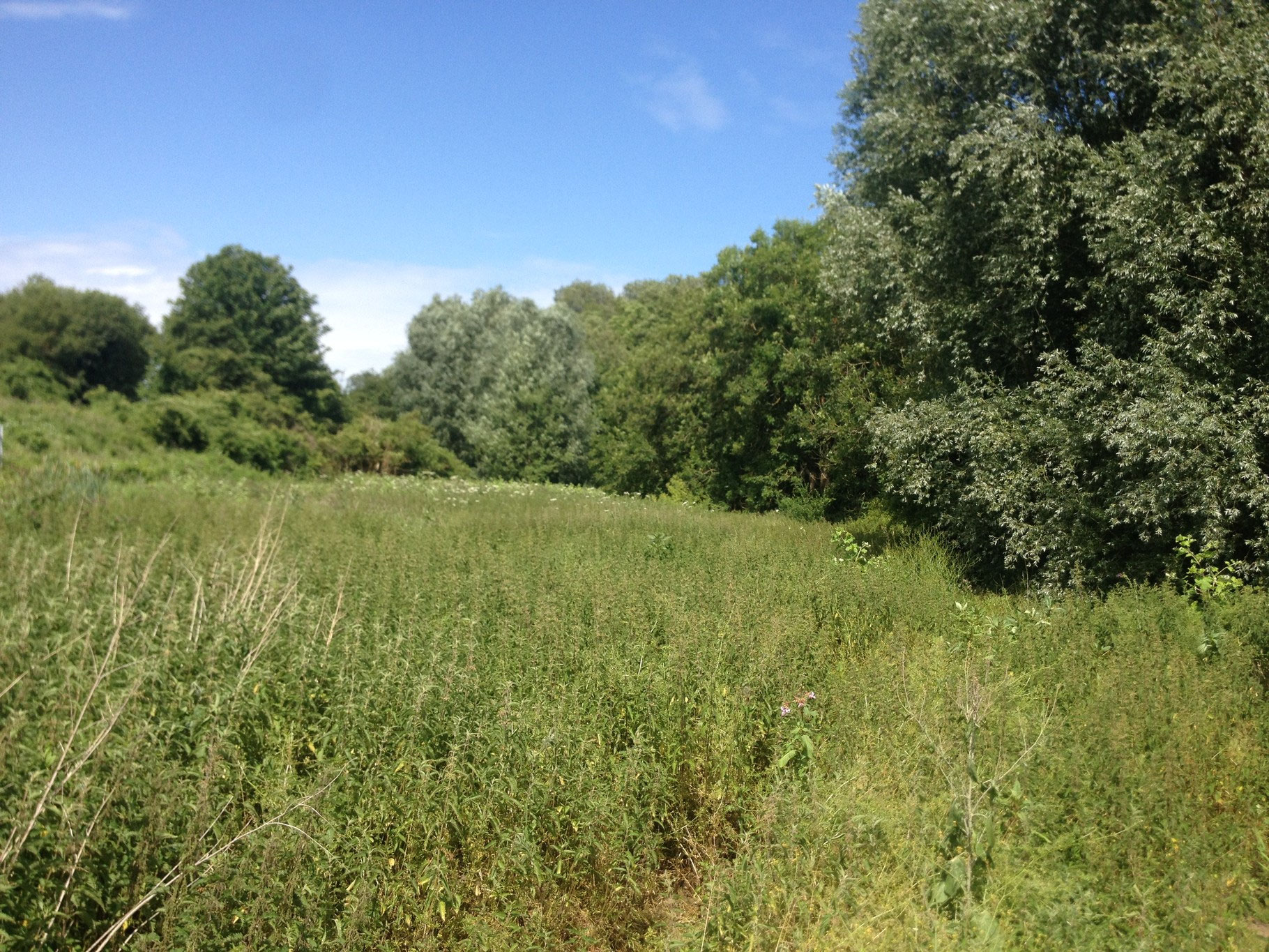 Medway land for sale or rent Medway RiversideLand for sale, rent on the Medway