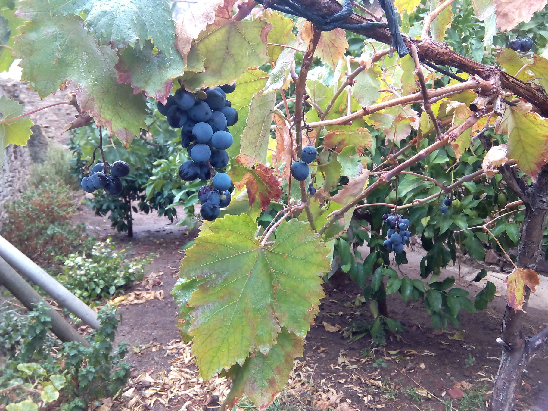 pisado de la uva montehermoso