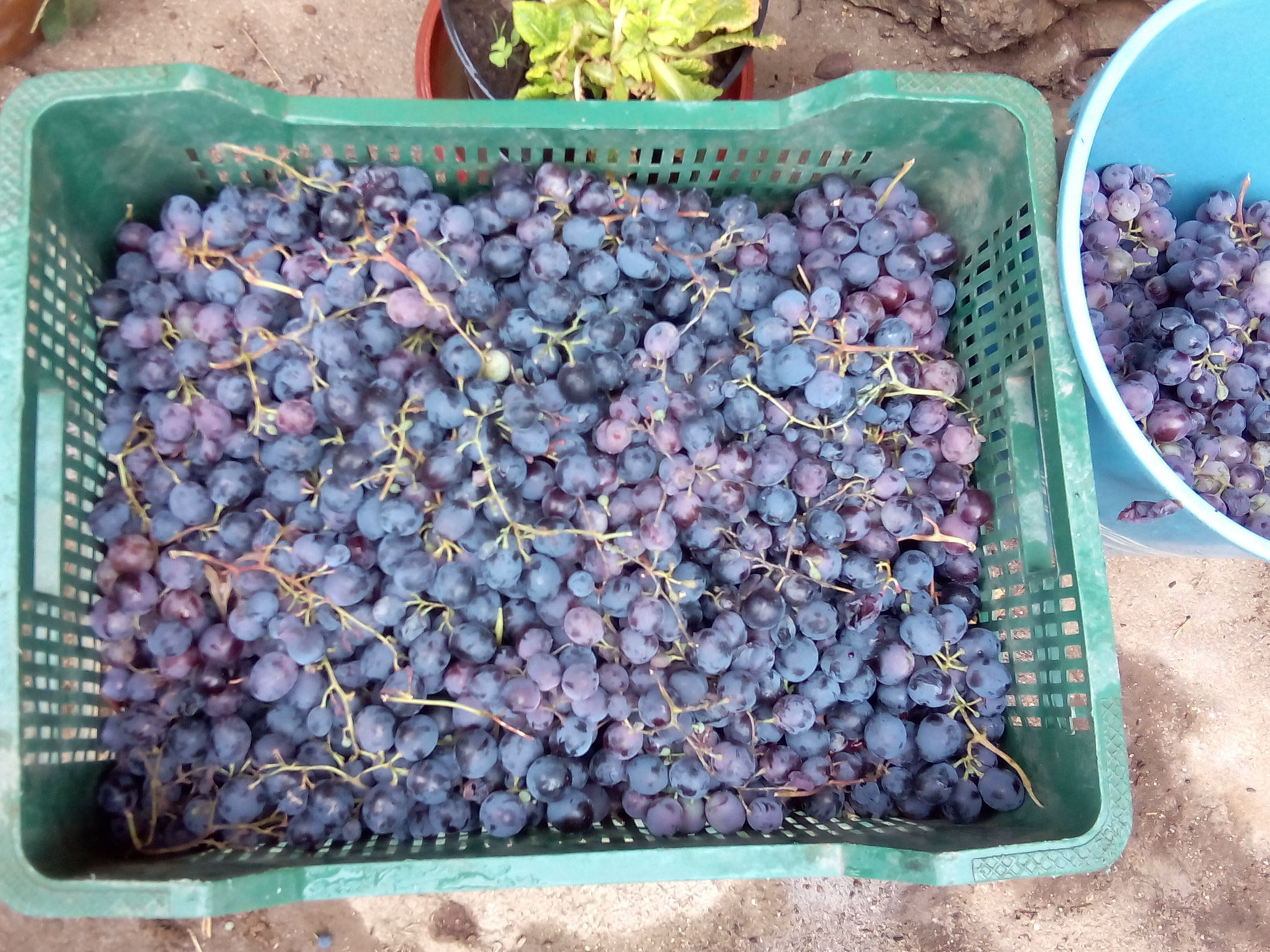 pisado de la uva montehermoso