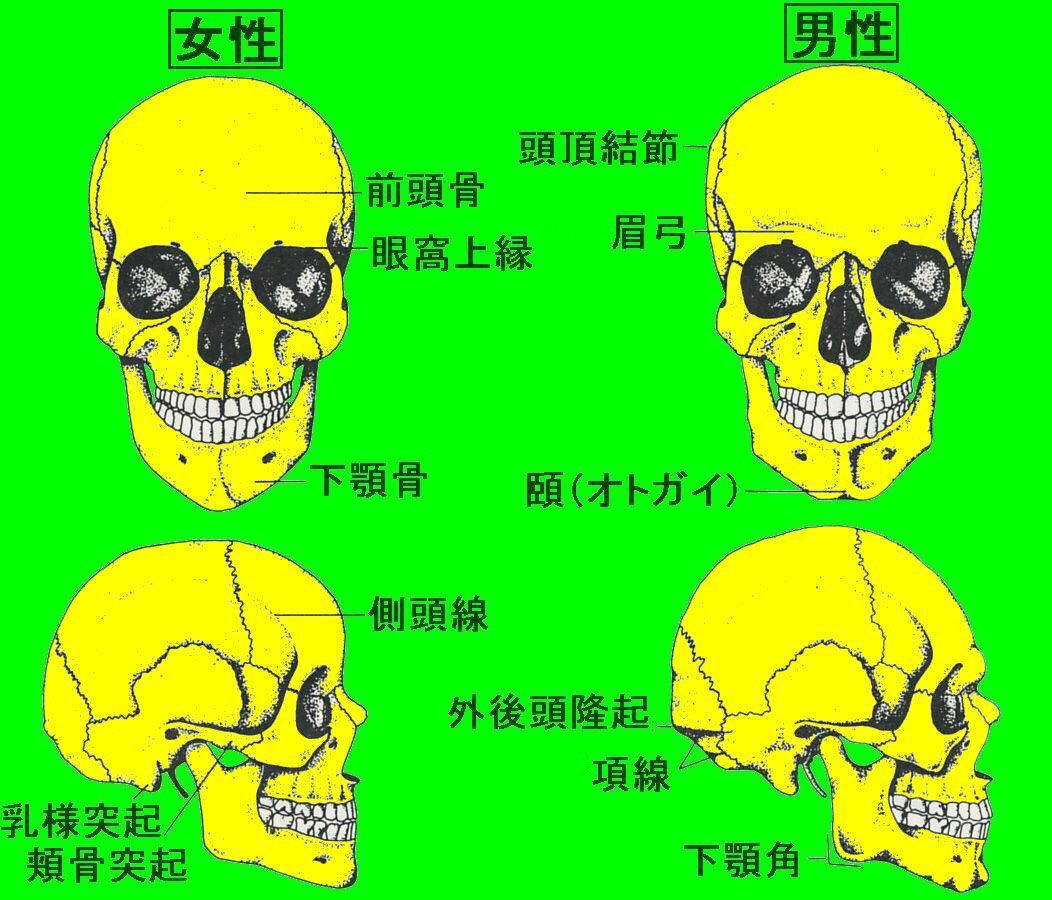 性別推定 頭蓋骨 生物考古学研究所ホームページ 性別推定 頭蓋骨 生物考古学研究所ホームページ