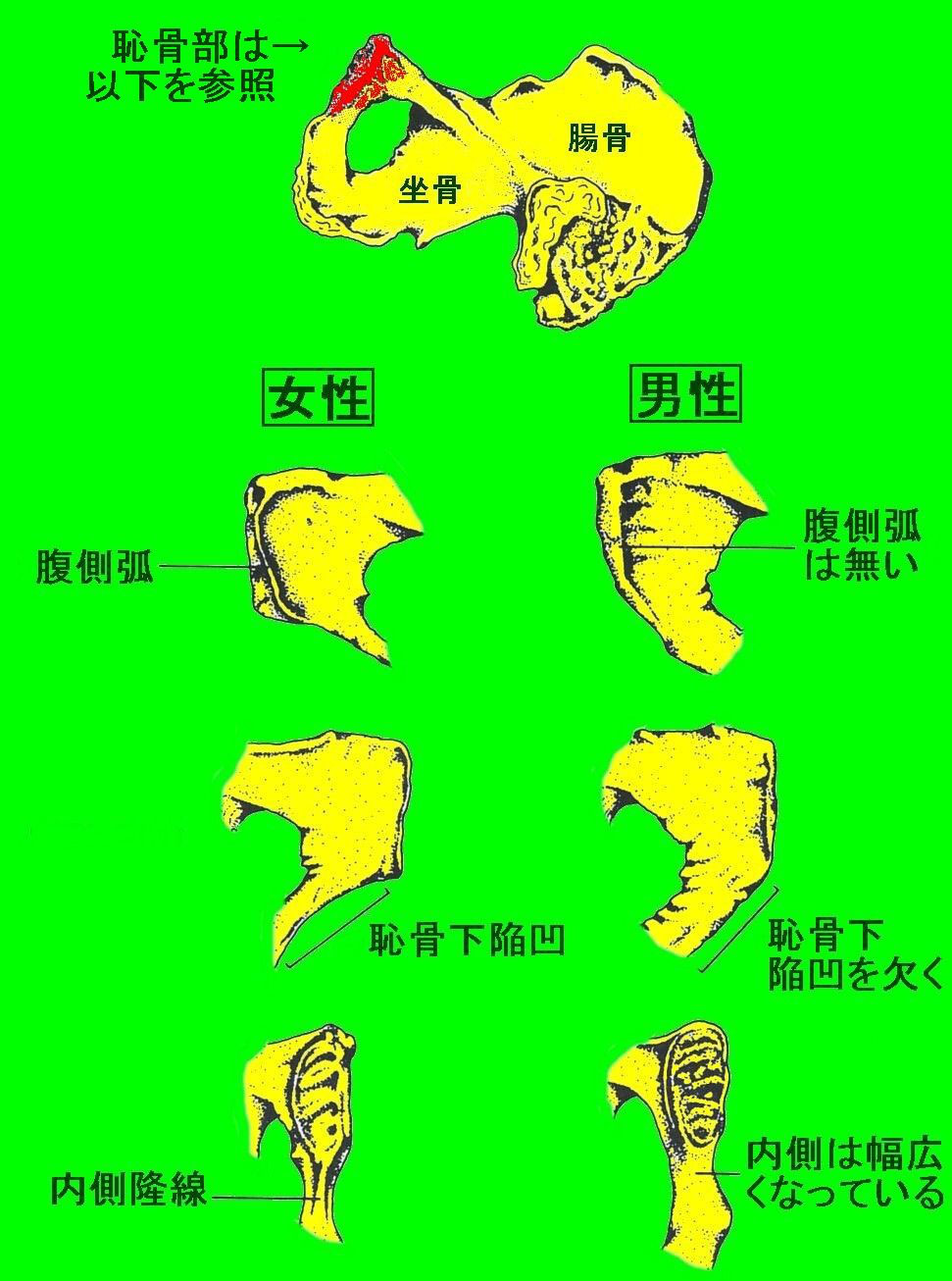 性別推定 寛骨 生物考古学研究所ホームページ 性別推定 寛骨 生物考古学研究所ホームページ