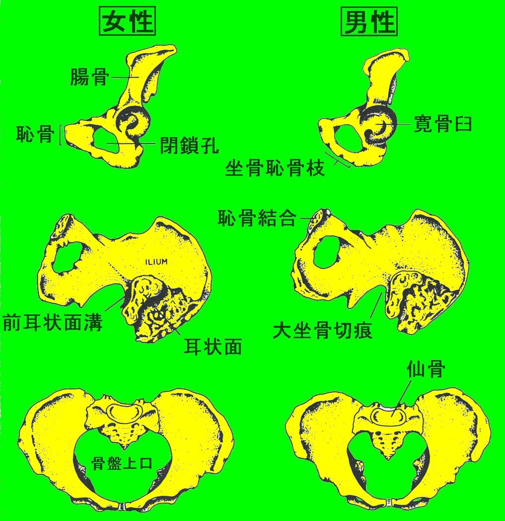 性別推定 寛骨 生物考古学研究所ホームページ 性別推定 寛骨 生物考古学研究所ホームページ