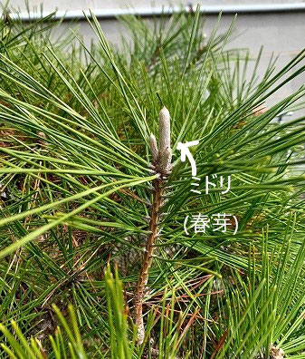 門かぶり松 の世界 いちのせき市民活動センター 門かぶり松 の世界 いちのせき市民活動センター