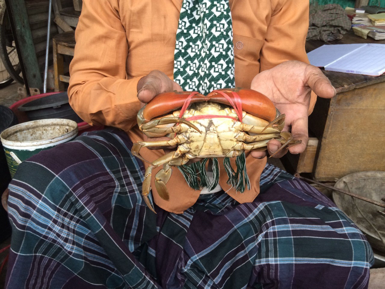 バングラ物産 業務用活きマッドクラブmud Crab 青蟹 泥蟹 の通信販売 バングラ物産 業務用活きマッドクラブmud Crab 青蟹 泥蟹 の通信販売