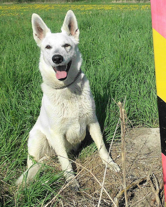 Trächtigkeit Hund Verlauf
