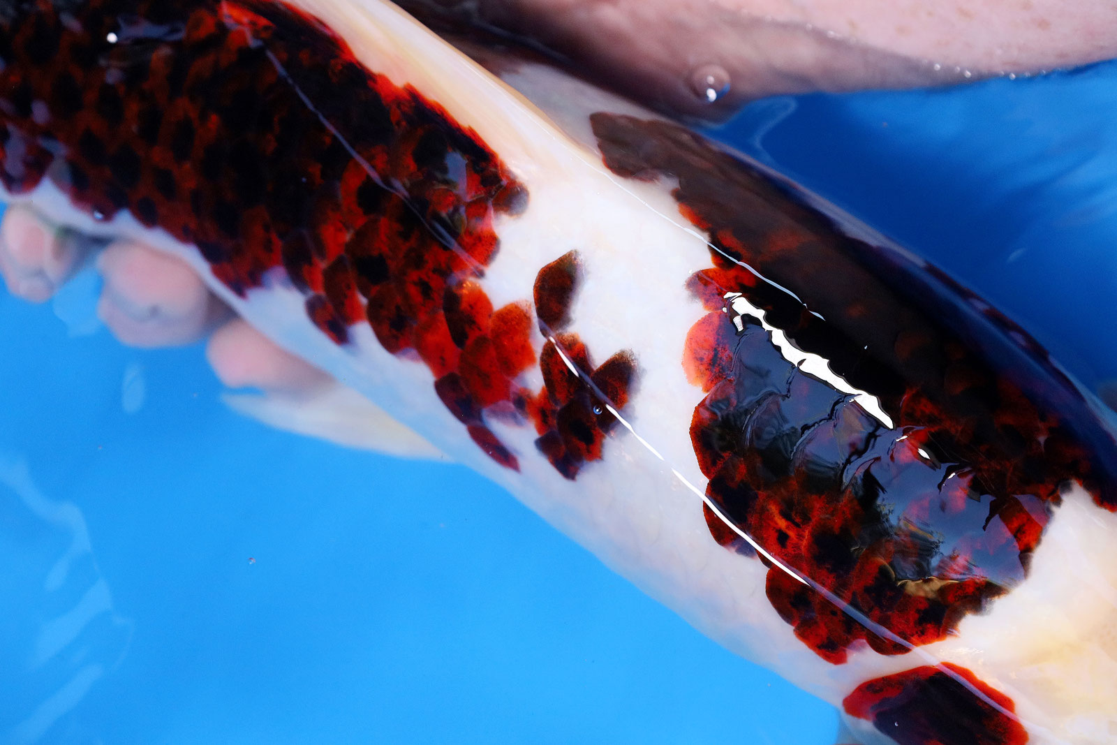 Koi 2024 Anfang der neuen Koi Saison Koi Grünpflanzen Bonsai KGB