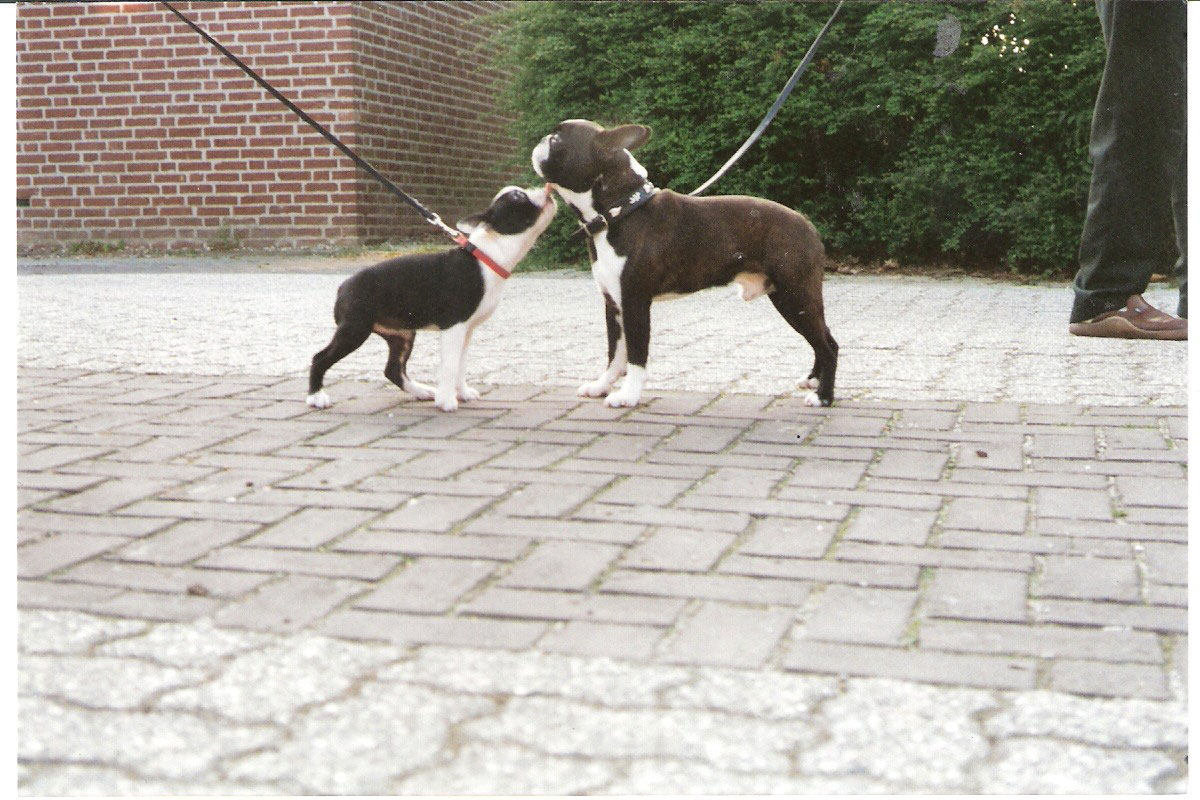 Uber Uns Boston Terrier De Asciburgium