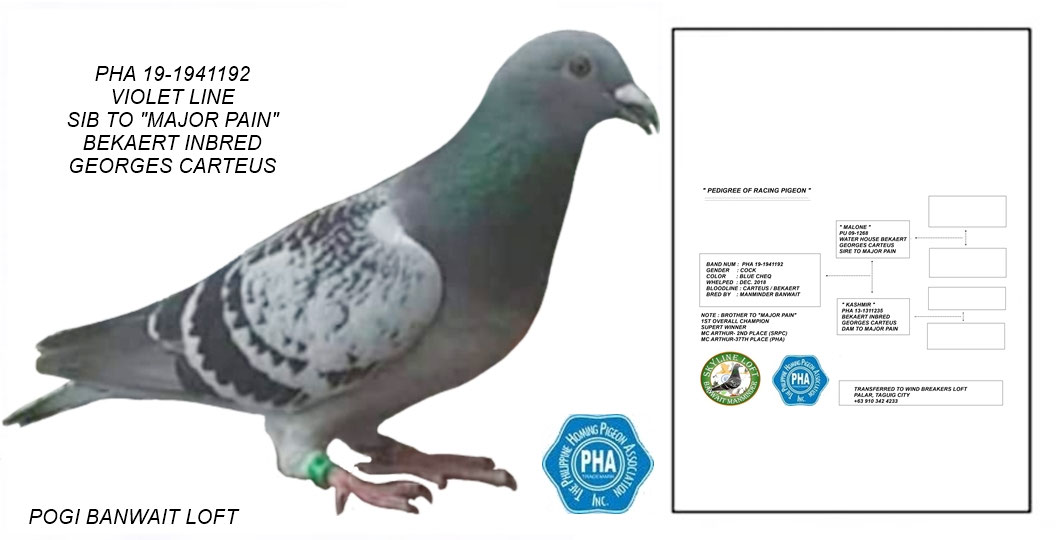 We Sell Champions And Finishers Pigeons Proven And Quality Breeders And Young Birds Also Pedigreed Birds From Other Big Lofts Imported Pigeons Sometimes Are Available Melbarcoma S Jimdopage