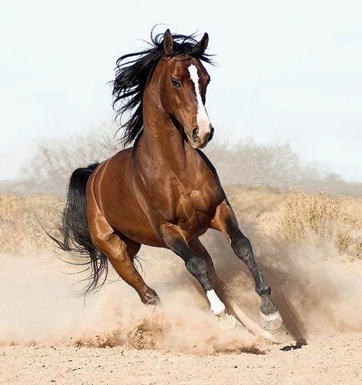 La Metafora Del Caballo Salvaje Un Cuento Sobre La Adolescencia