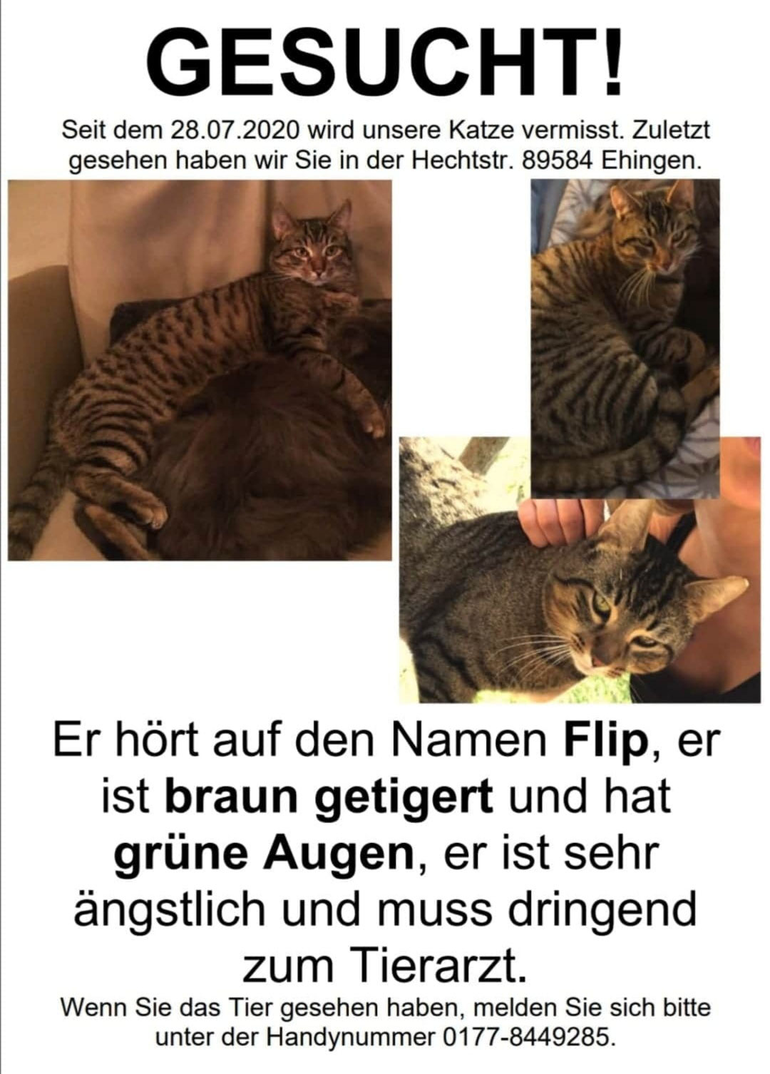 Katze Vermisst Anzeige