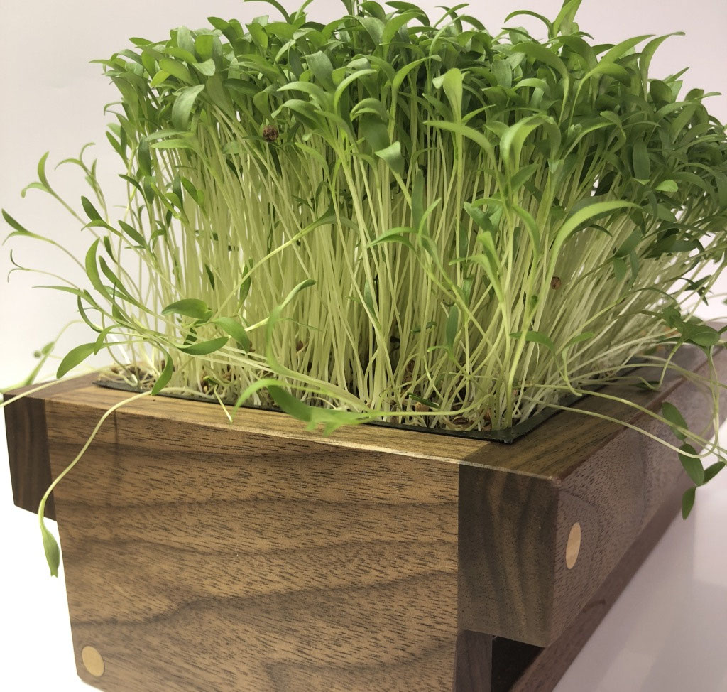 Cilantro MicroGreens The Irish Home Farm A backyard garden/nursery