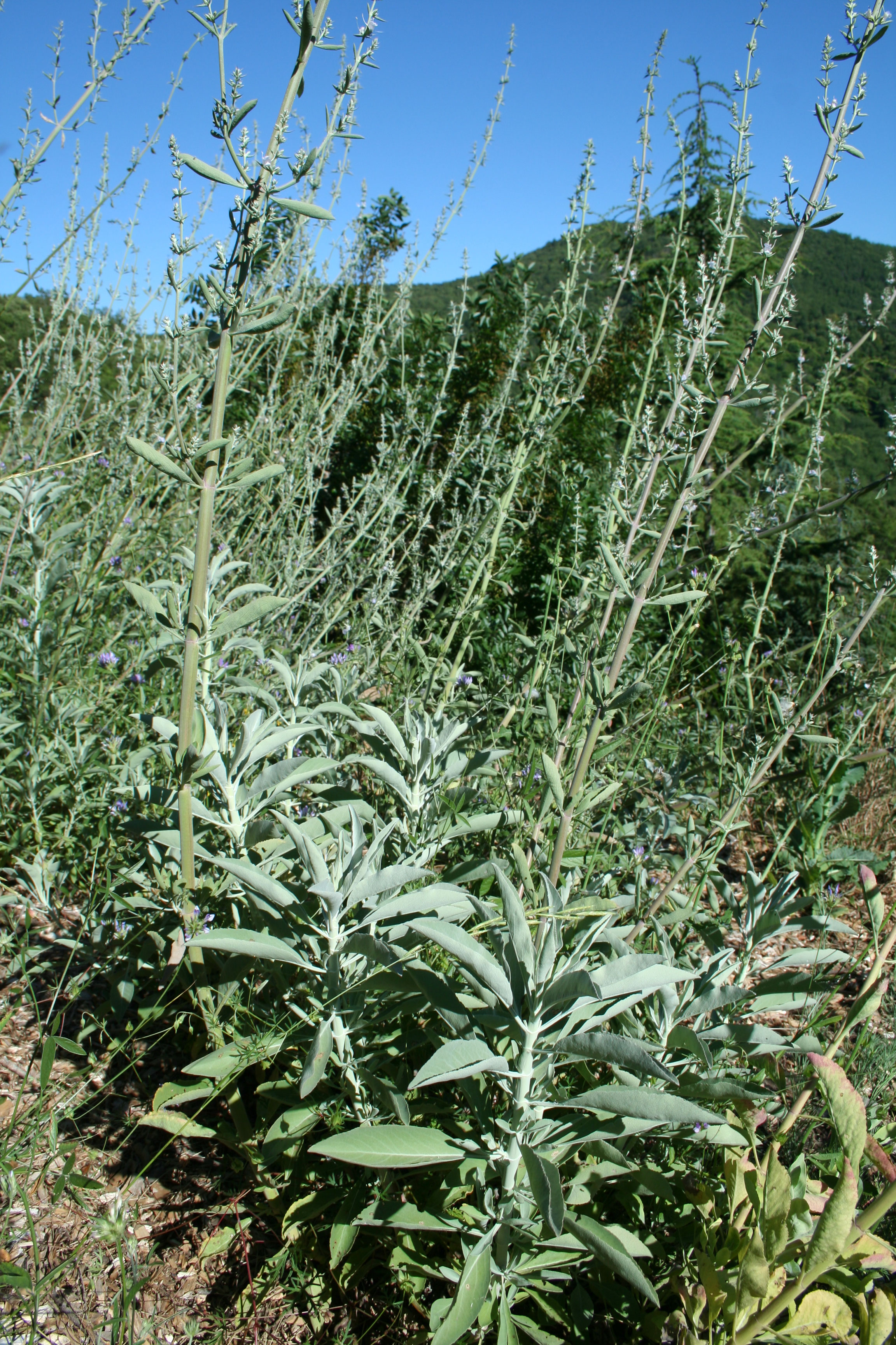 Sauge blanche Bio Site de HORIZONS AROMATIQUES