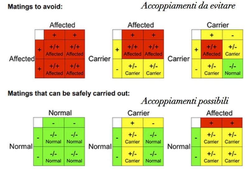 OF BENGAL CATS bengattoit