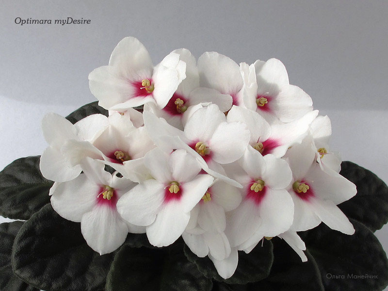 Optimara myDesire (Holtkamp) Колекція фіалок Ольги Манейчик