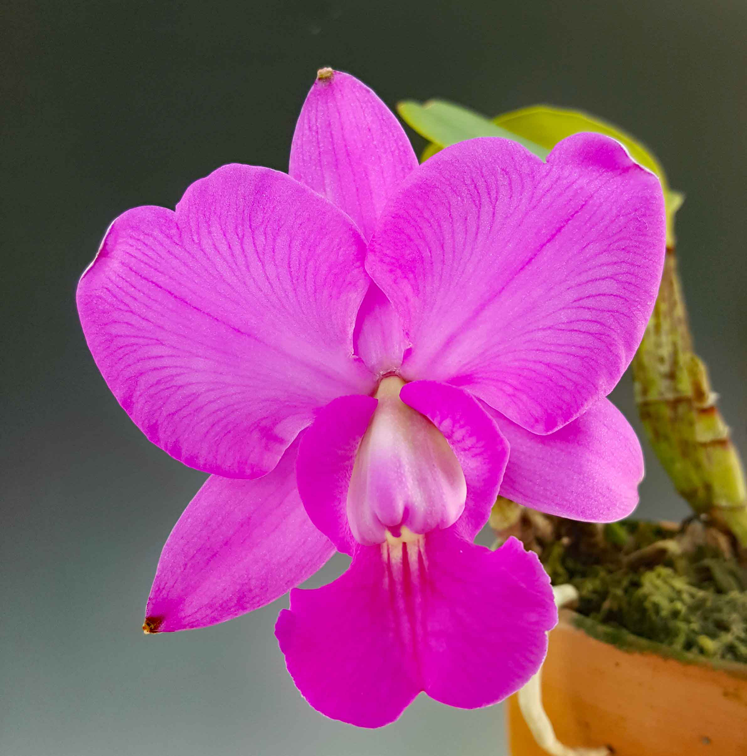 C.walkeriana - suikouorchids ページ! C.walkeriana - suikouorchids ページ!