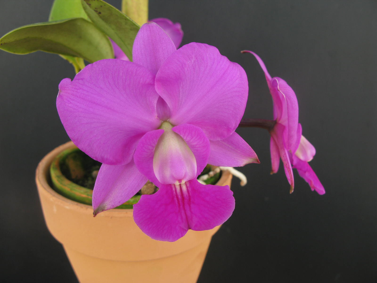 洋蘭原種 カトレア walkeriana セルレア開花中 ベネズエラからの育て易いカトレア原種】C.gaskeriana alba