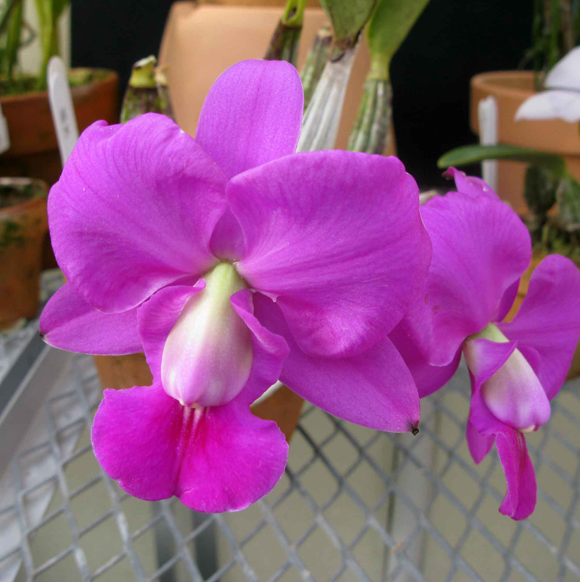 C.walkeriana - suikouorchids ページ! C.walkeriana - suikouorchids ページ!