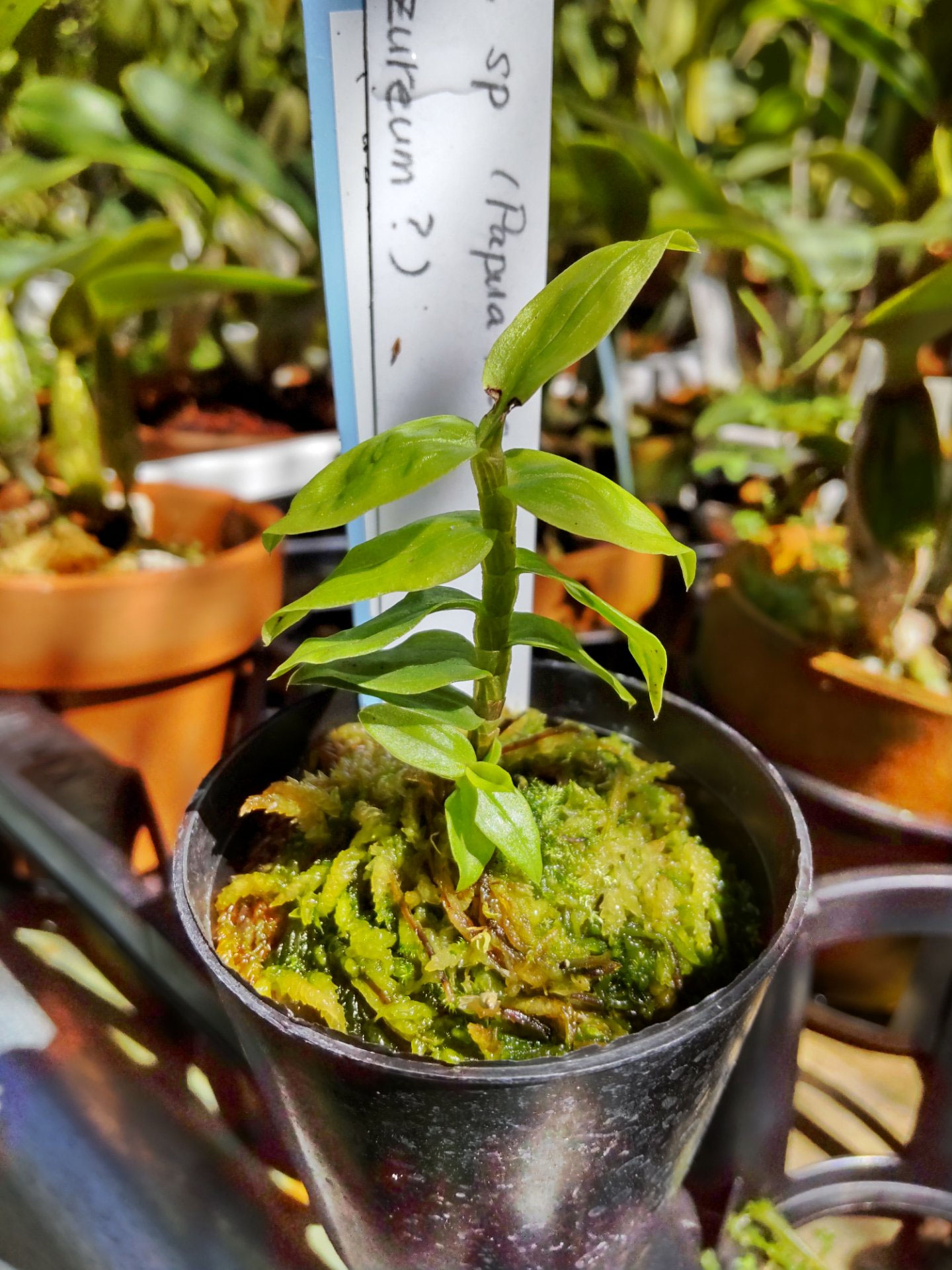 den-sp-azureum-suikouorchids