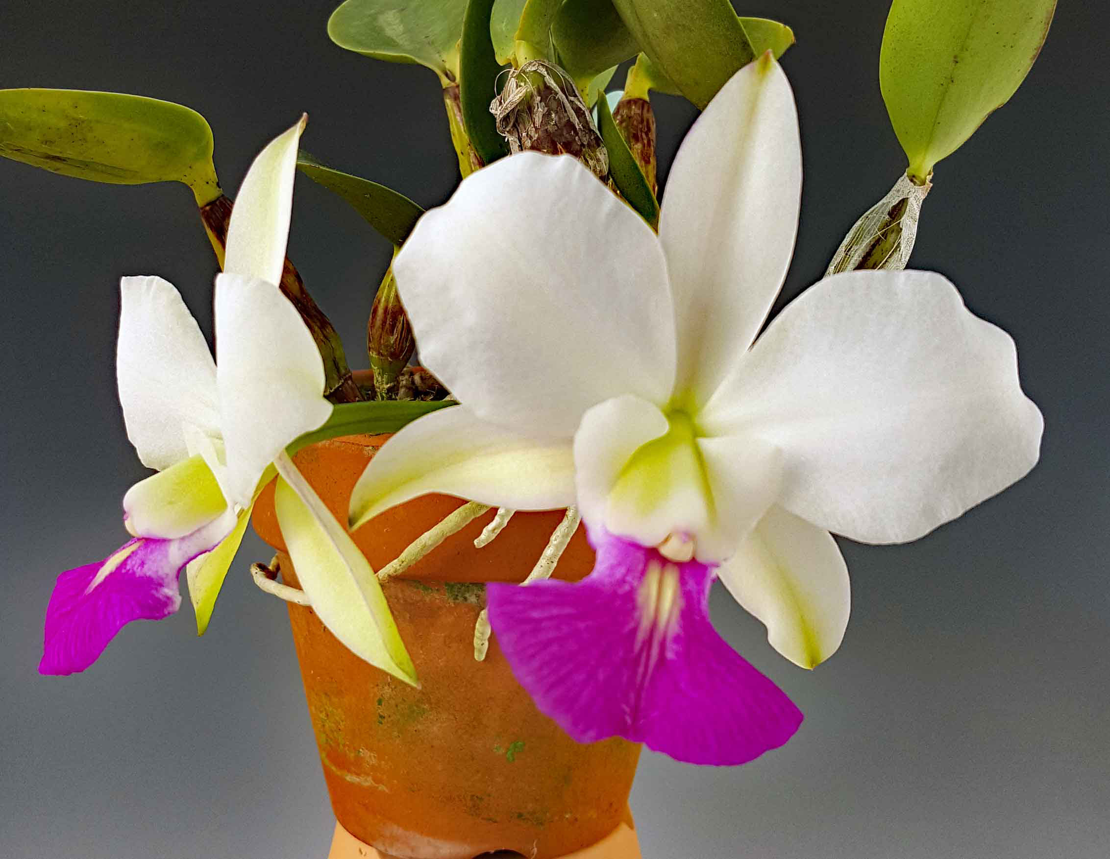 C.walkeriana - suikouorchids ページ! C.walkeriana - suikouorchids ページ!