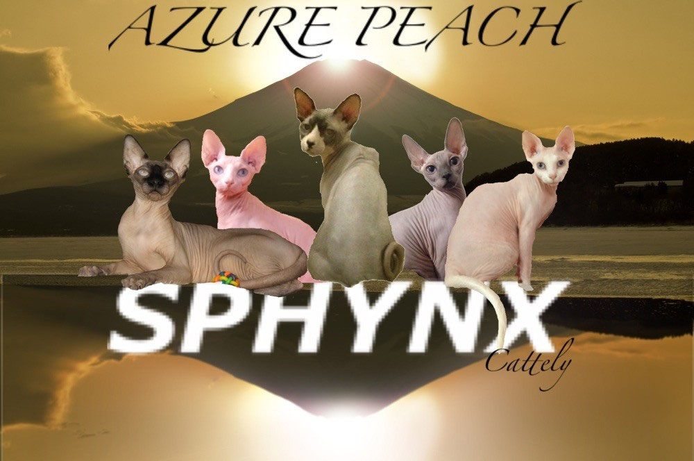 Welcome to Canadian Sphynx Cattery AZURE PEACH - azurepeach ページ！