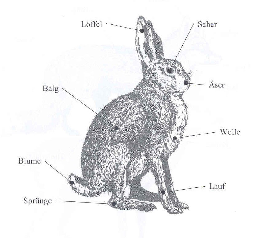 Feldhasen - Jagdgesellschaft Wasserschloss