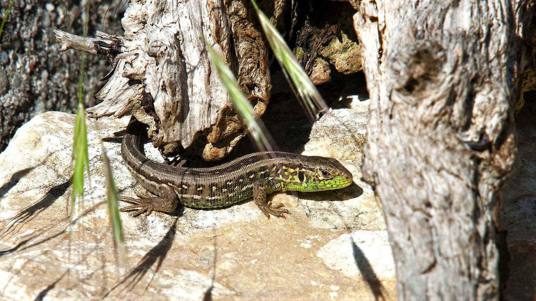 Nicht immer nur Rasen, Rosen, Rhododendron - Bürgerinitiative