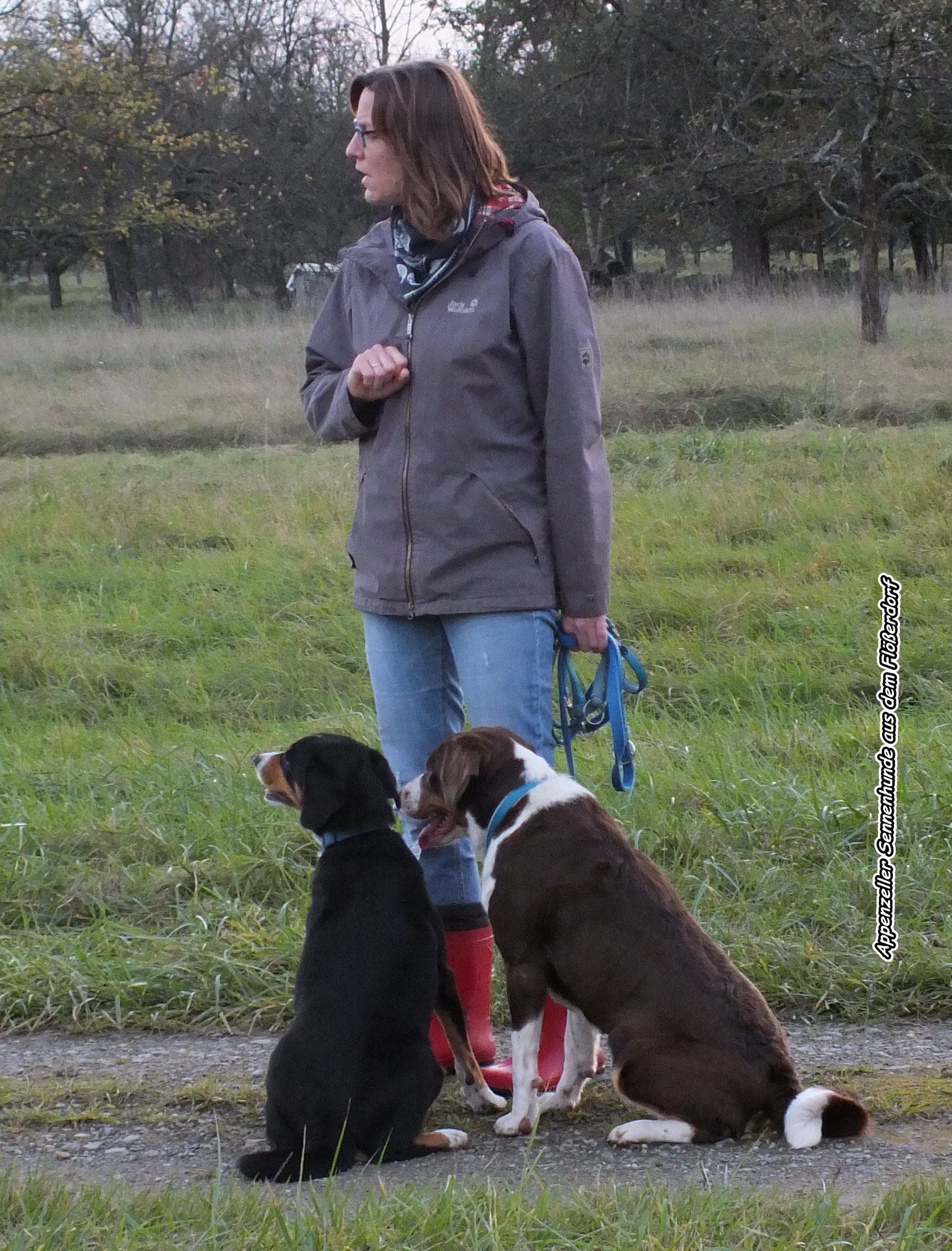 Gruppenbilder Appenzeller Sennenhunde Aus Dem Flosserdorf