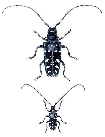 steckbrief des alb anoplophora spurhunde schweiz alb laubholzbockkafer spuerhunde
