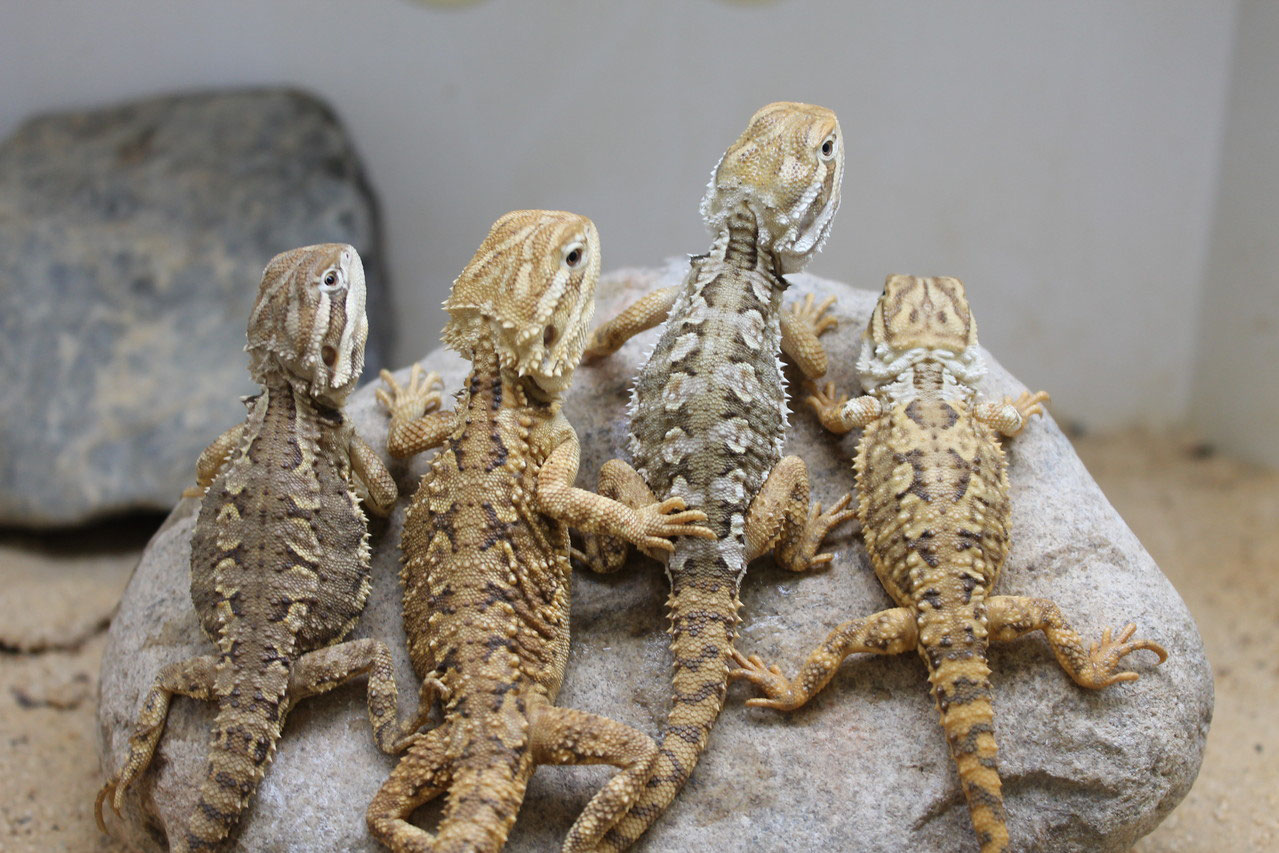 Pogona henrylawsoni - Zwergbartagame - mountain-monitorss Webseite!