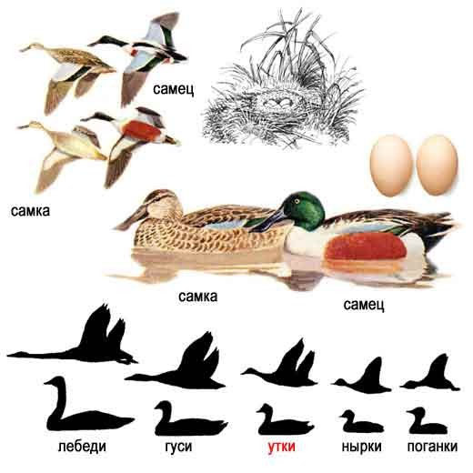 Mestolone Benvenuti Su Uccellideuropa