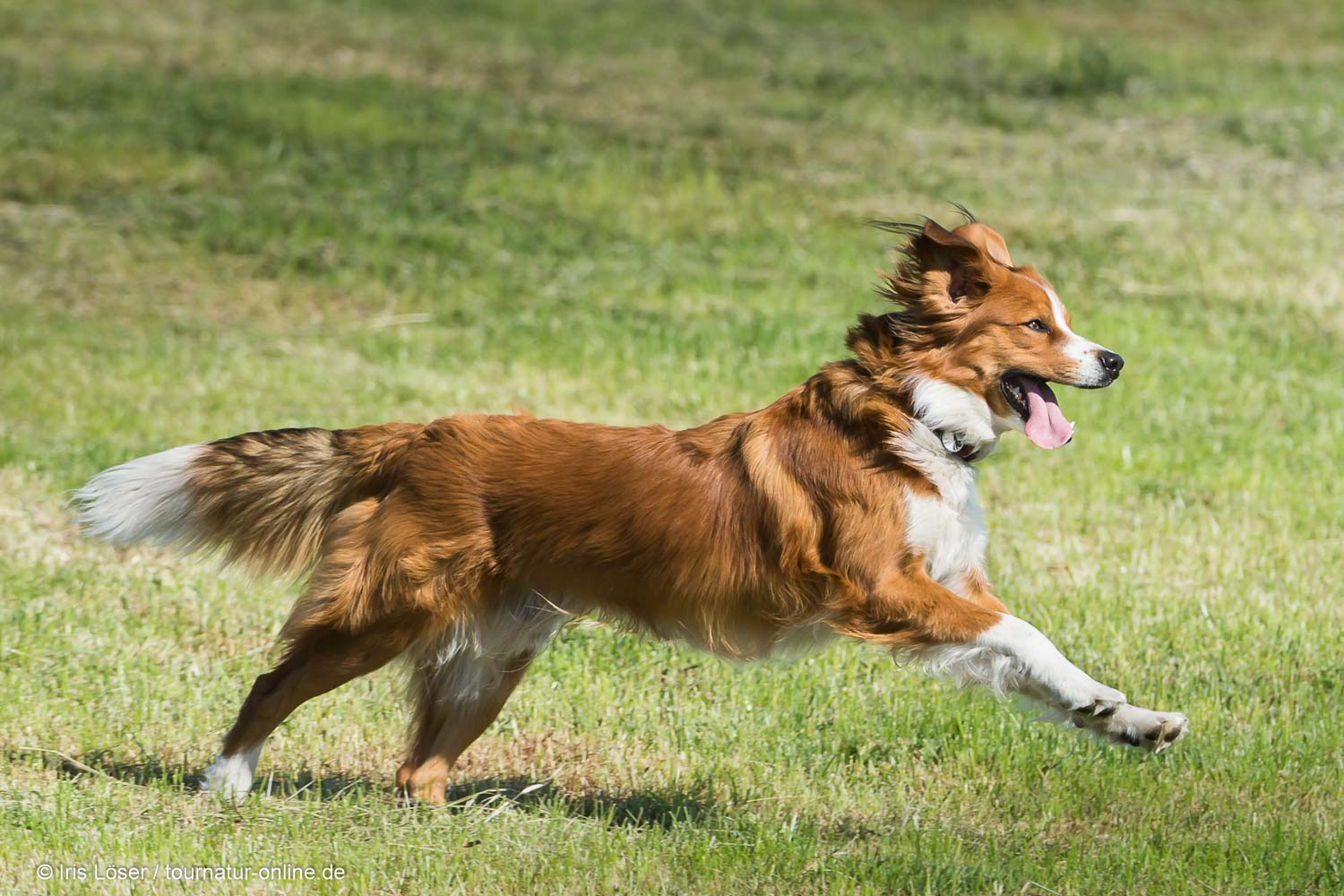 Der Österreichischer Pinscher Rassemerkmale und Eigenschaften Der