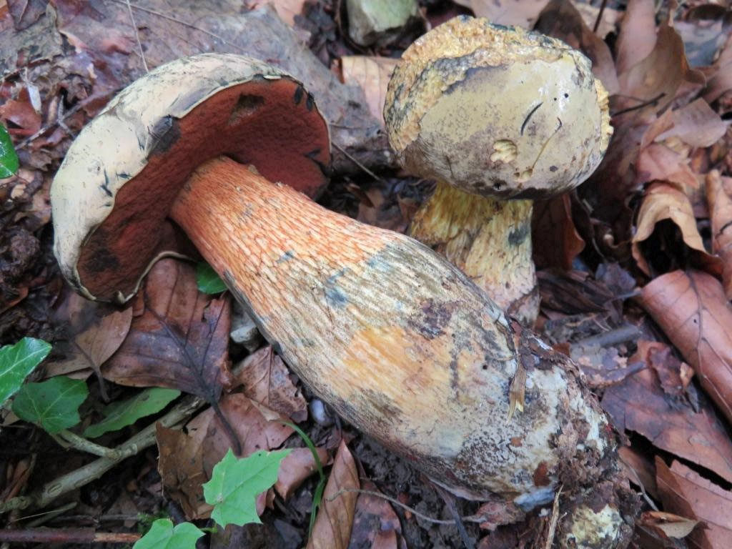 Essbar Oder Giftig Pilze Greizerwald De