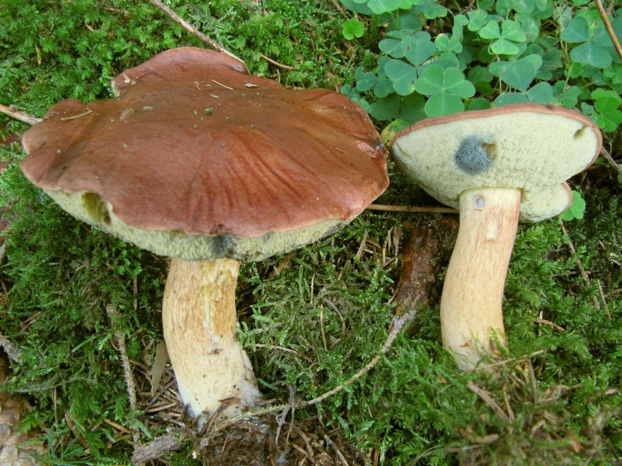 Essbar Oder Giftig Pilze Greizerwald De