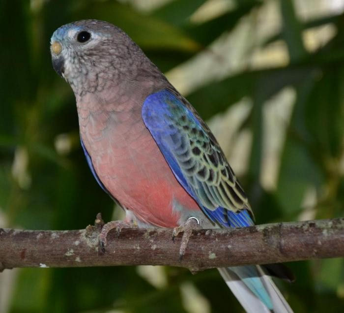 Parrocchetti di Bourke (Neopsephotus Bourkii) bourke05s JimdoPage!