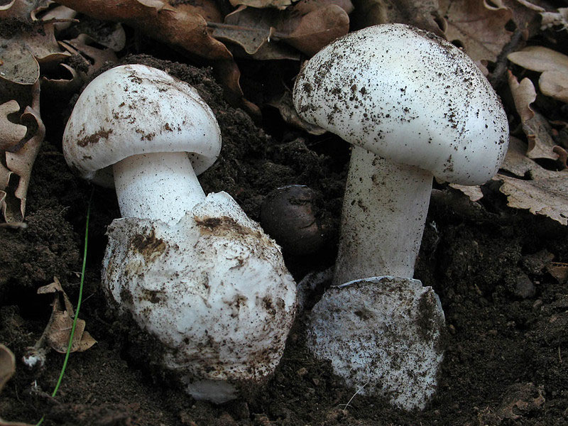 Pilz Gifte Gift Pilze ! PilzfinderSolling.de Pilze