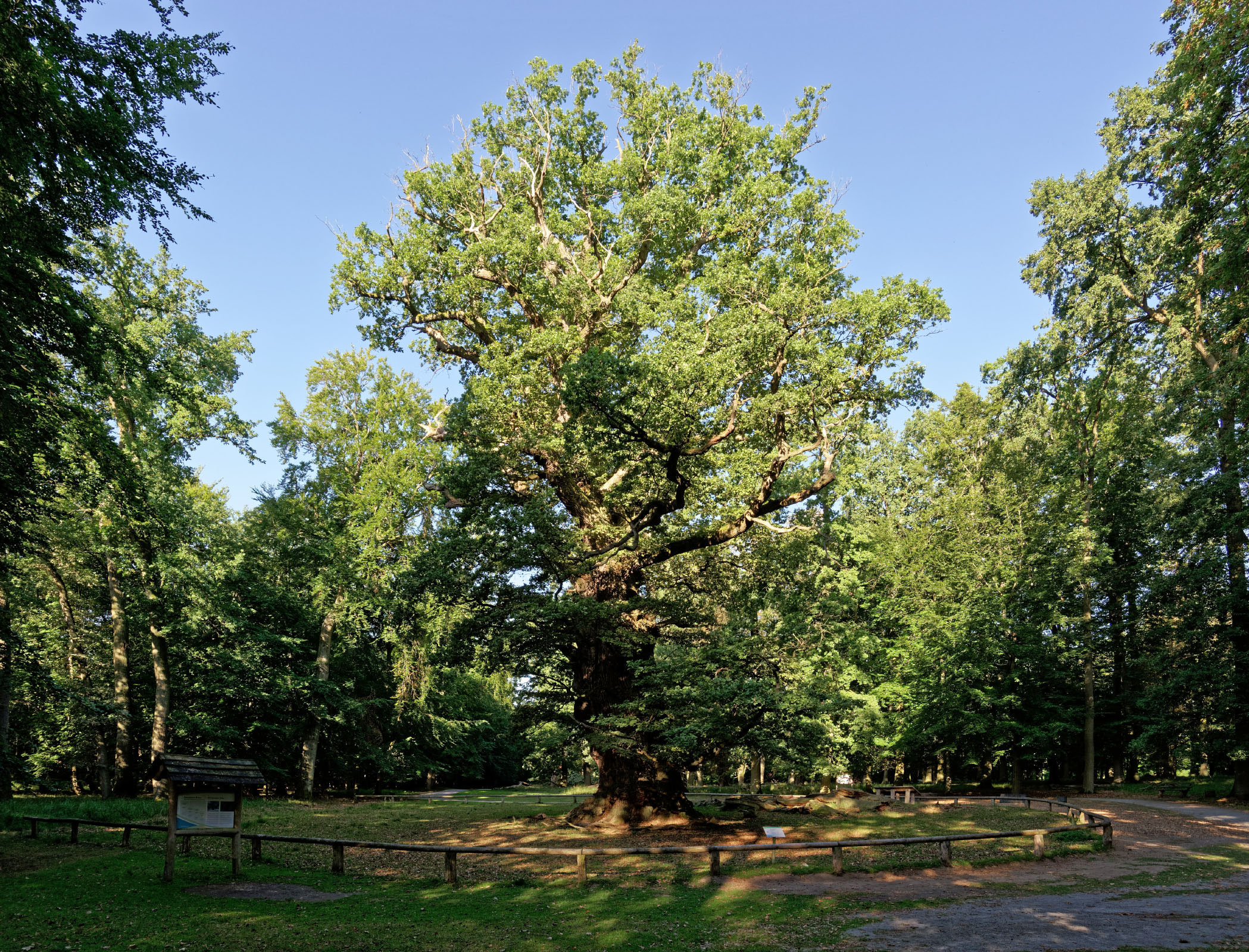 hauptseite-monumentale-eichen-von-rainer-lippert