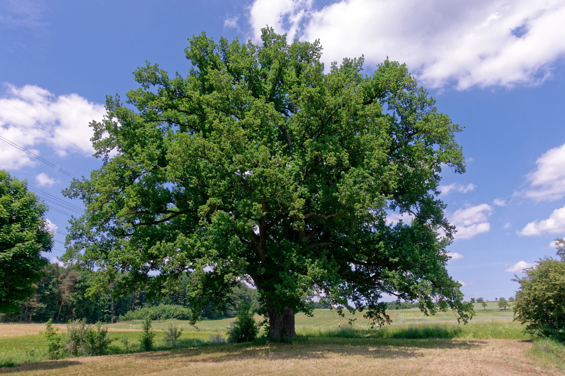 Alte Eiche Bei Liebenstadt Monumentale Eichen Von Rainer Lippert