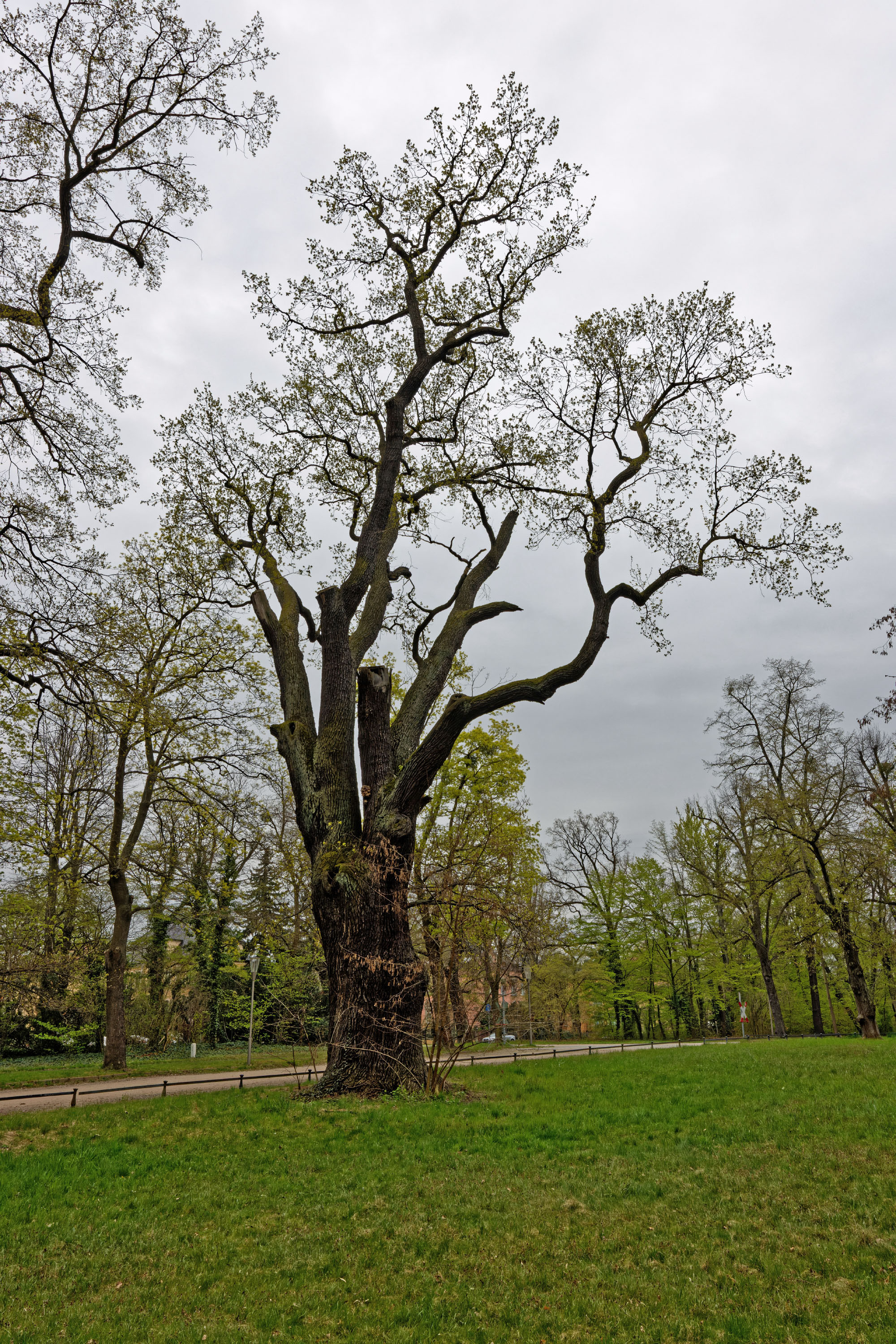 Eiche im Großen Garten in Dresden Monumentale Eichen von Rainer Lippert