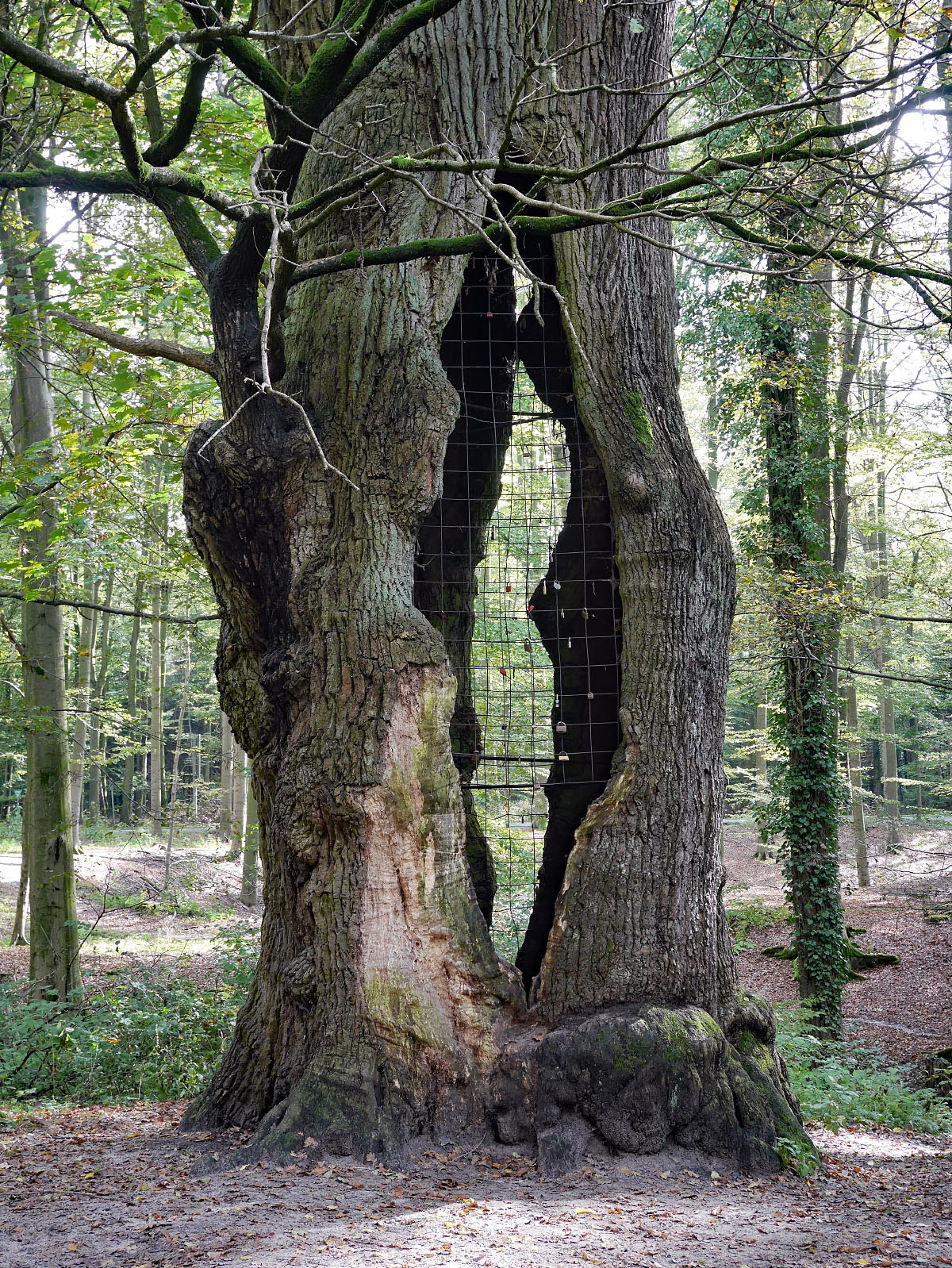 Tausendjahrige Eiche Bei Schloss Holte Monumentale Eichen Von