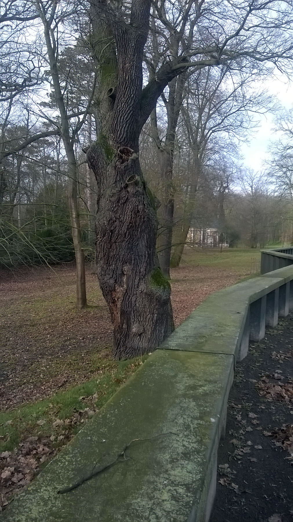 Eiche im Luisium bei Waldersee Monumentale Eichen von Rainer Lippert