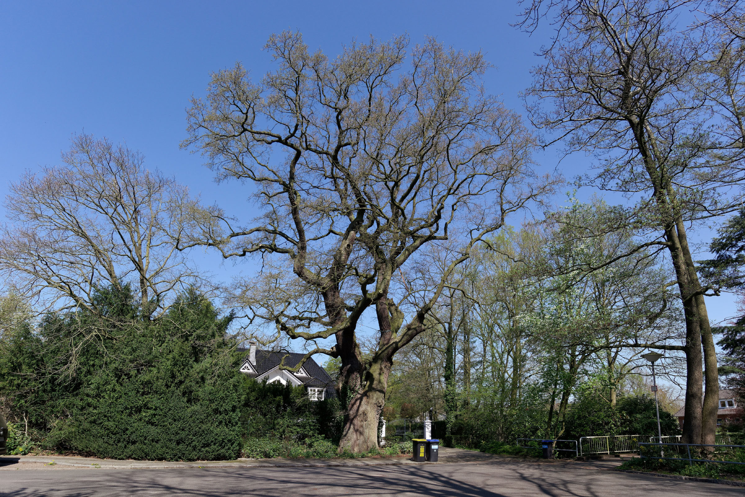 eiche auf der eekenhoge in oberneuland in bremen monumentale eichen von rainer lippert