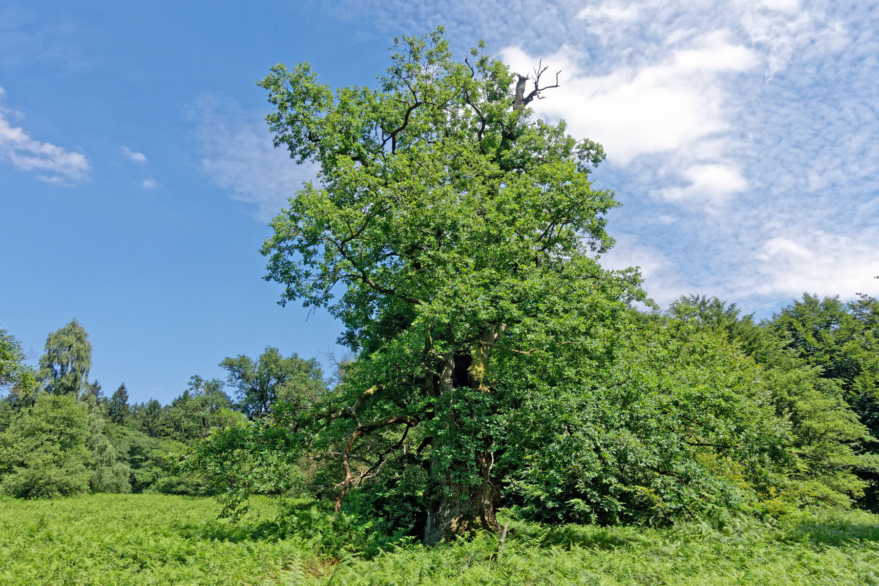 Eichen im Urwald Sababurg - Monumentale Eichen von Rainer Lippert