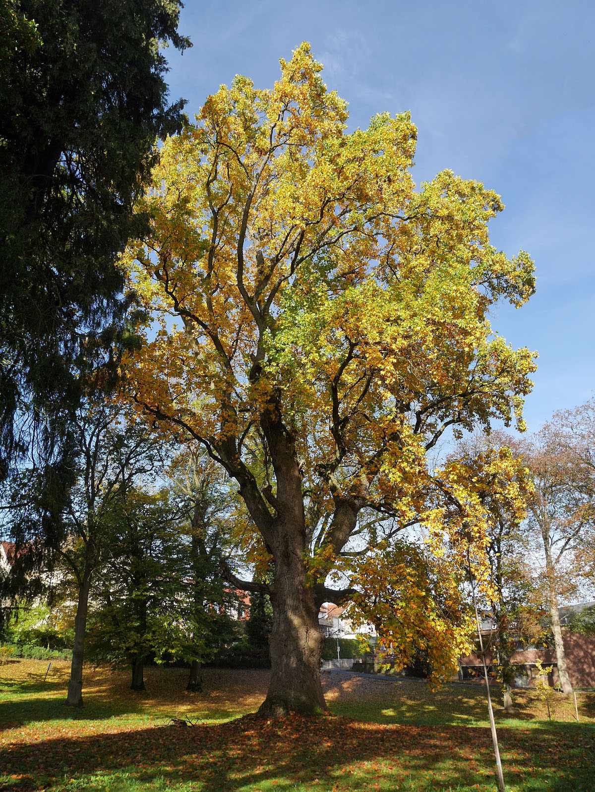 Tulpenbaume Monumentale Eichen Von Rainer Lippert
