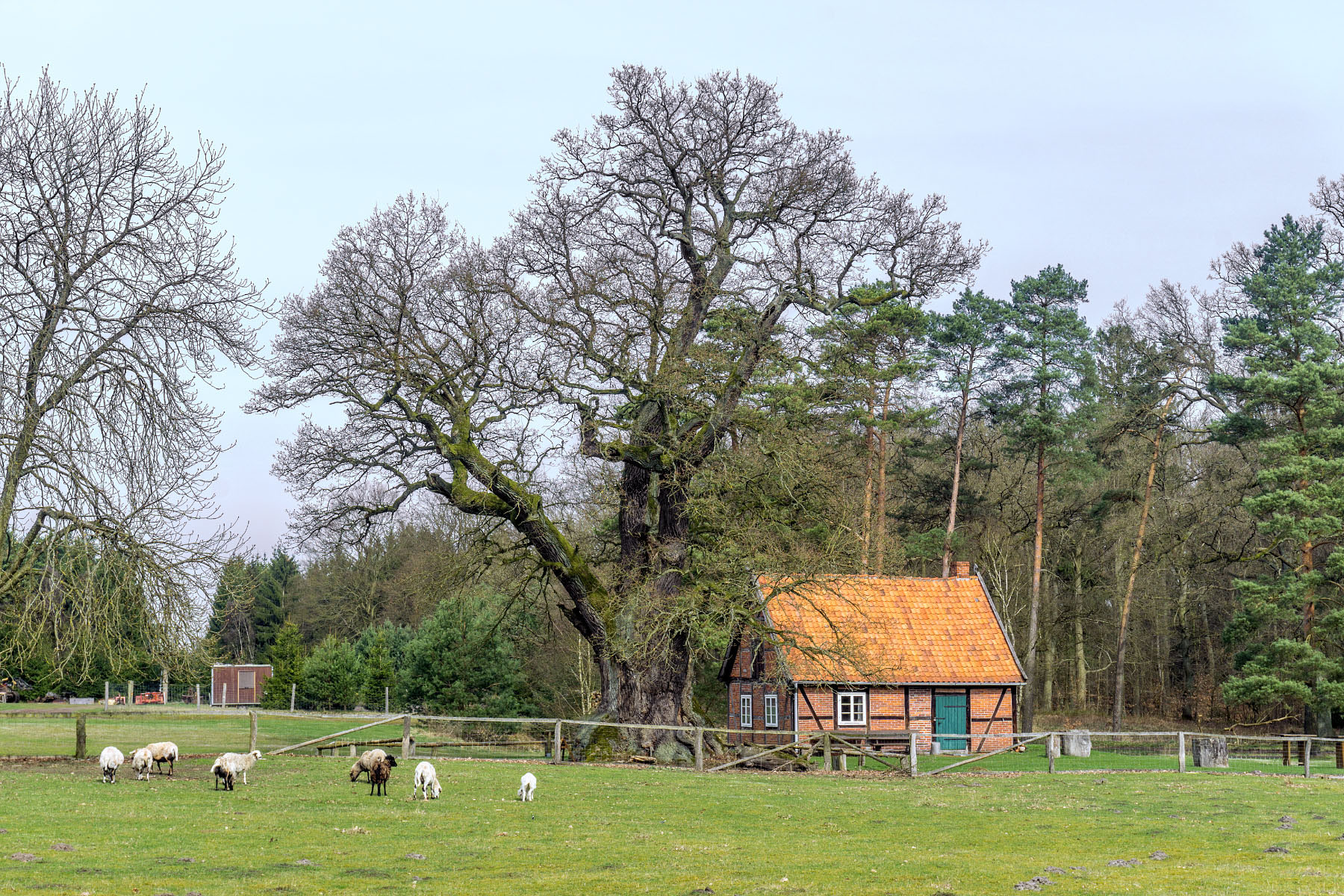Eiche Beim Forsthaus Gruner Jager Bei Stapel Monumentale Eichen