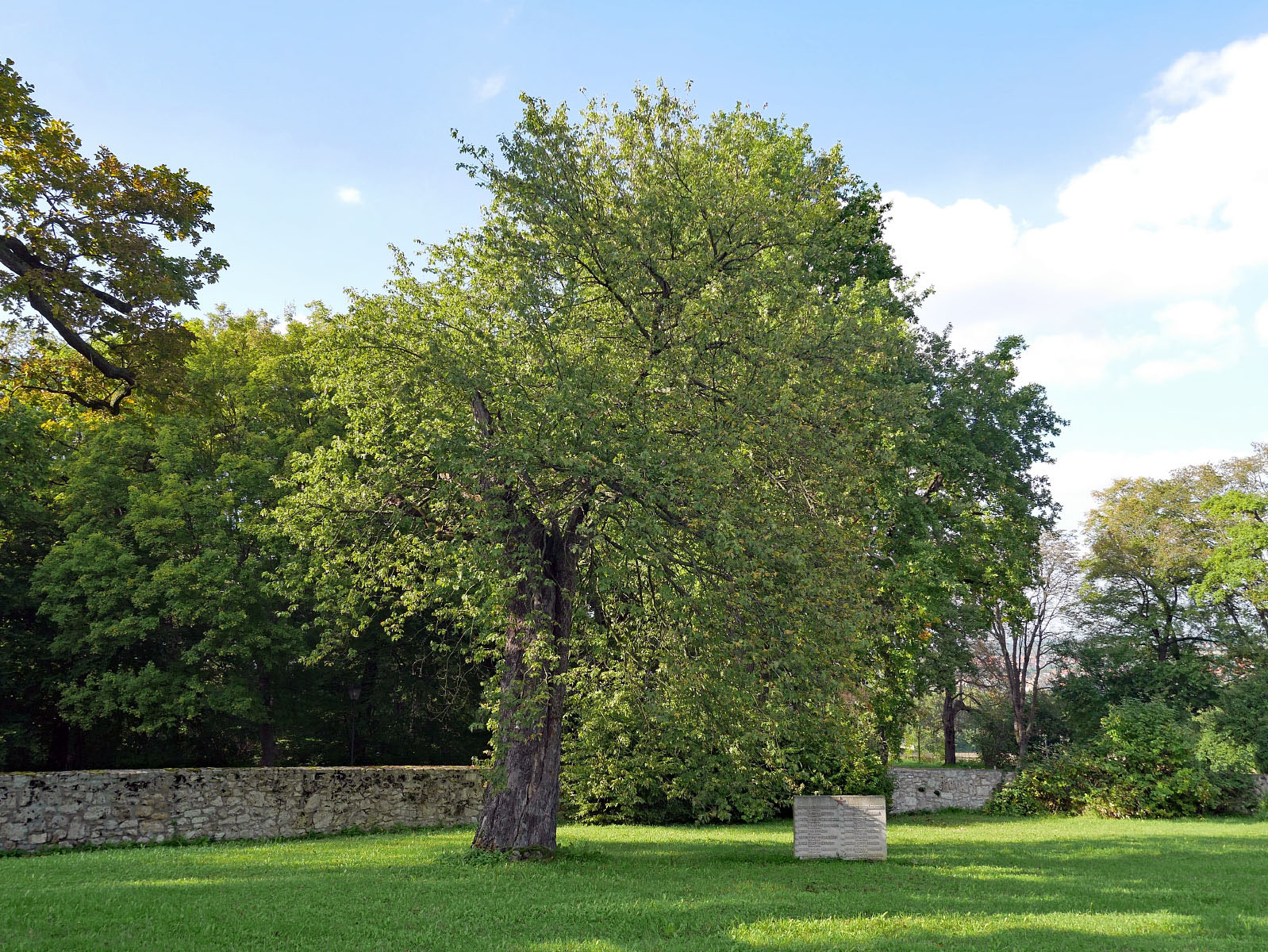 Elsbeere Im Schlosspark Belvedere Bei Weimar Monumentale Eichen Von Rainer Lippert
